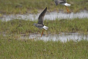 Sandpiper, Greater Yellowlegs, 2017-05064925 Parker River NWR, MA